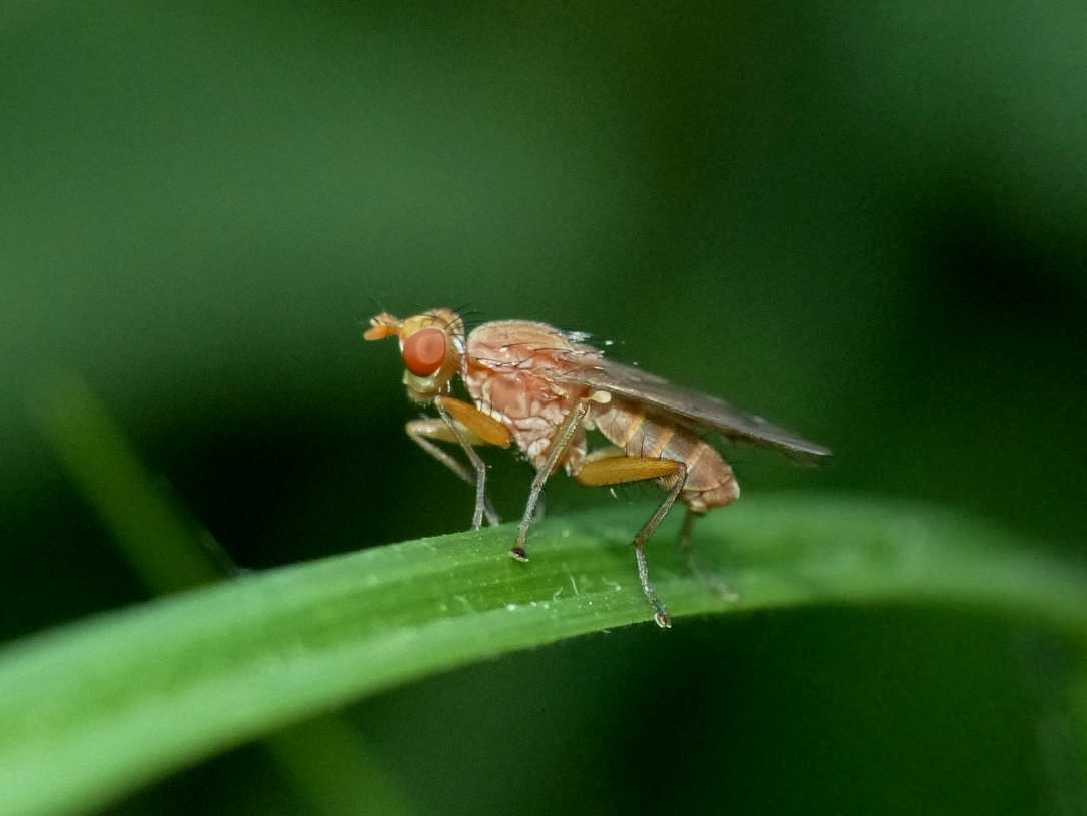 Scatophagidae?